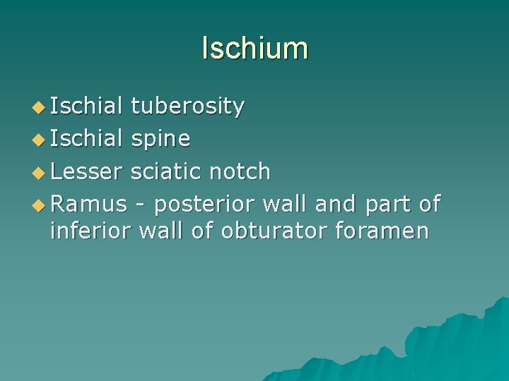 Ischium u Ischial tuberosity u Ischial spine u Lesser sciatic notch u Ramus -