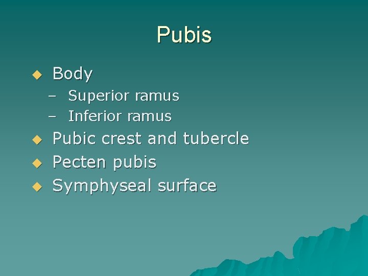 Pubis u Body – Superior ramus – Inferior ramus u u u Pubic crest