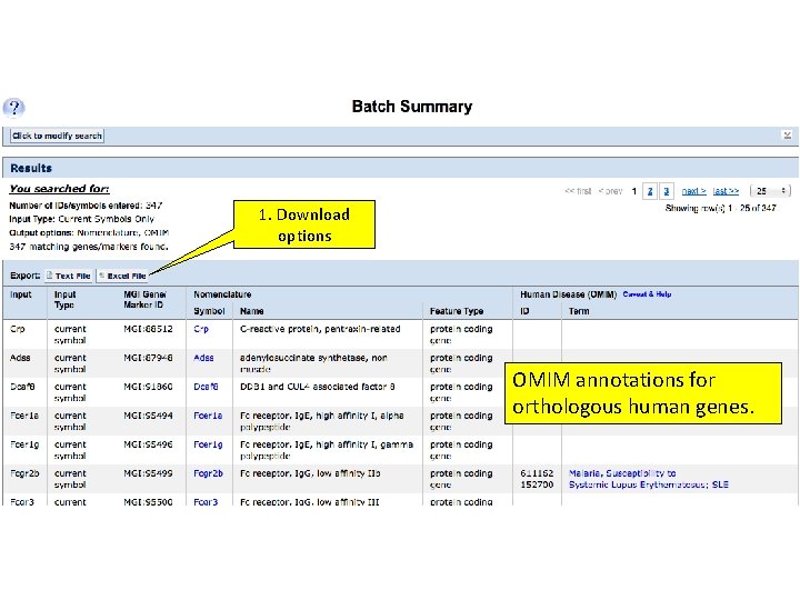 1. Download options OMIM annotations for orthologous human genes. 