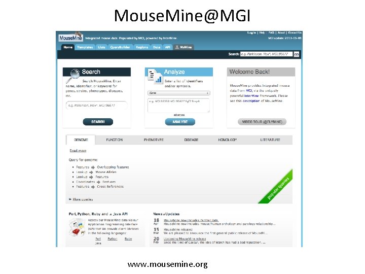Mouse. Mine@MGI www. mousemine. org 