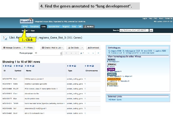 4. Find the genes annotated to “lung development”. 1. Click 