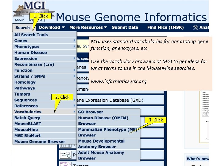 1. Click MGI uses standard vocabularies for annotating gene function, phenotypes, etc. Use the