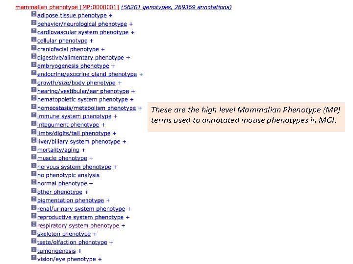 These are the high level Mammalian Phenotype (MP) terms used to annotated mouse phenotypes