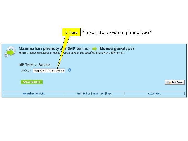 1. Type *respiratory system phenotype* 