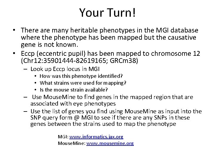Your Turn! • There are many heritable phenotypes in the MGI database where the