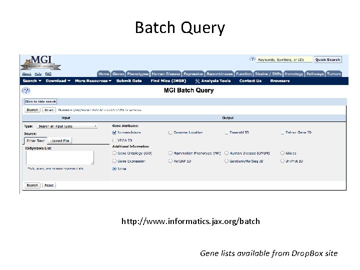 Batch Query http: //www. informatics. jax. org/batch Gene lists available from Drop. Box site