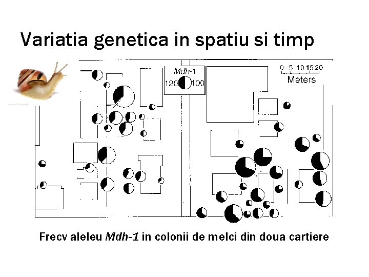 Variatia genetica in spatiu si timp Frecv aleleu Mdh-1 in colonii de melci din