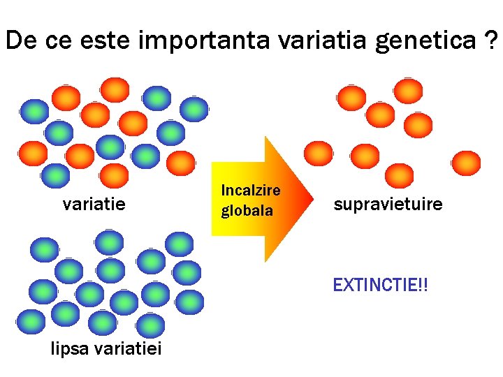 De ce este importanta variatia genetica ? variatie Incalzire globala supravietuire EXTINCTIE!! lipsa variatiei