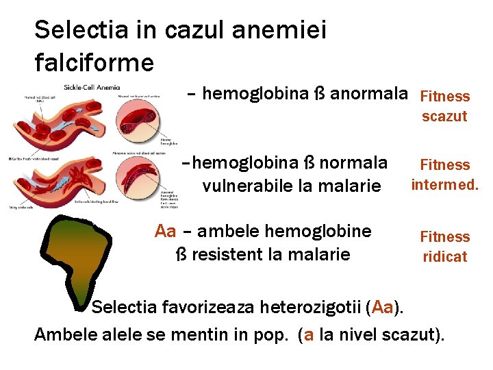 Selectia in cazul anemiei falciforme aa – hemoglobina ß anormala Fitness scazut AA –hemoglobina