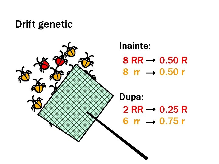 Drift genetic Inainte: 8 RR 0. 50 R 8 rr 0. 50 r Dupa: