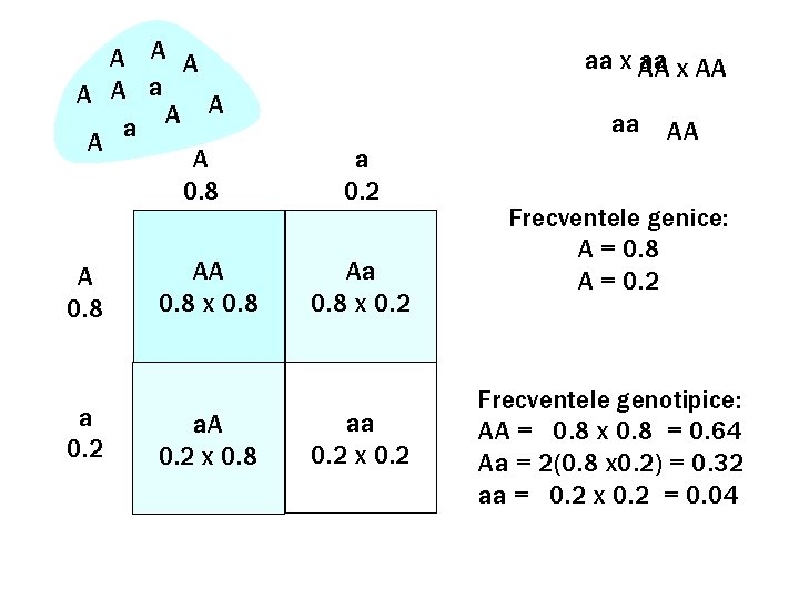 A A A a A A 0. 8 a 0. 2 AA 0. 8