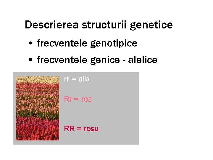 Descrierea structurii genetice • frecventele genotipice • frecventele genice - alelice rr = alb