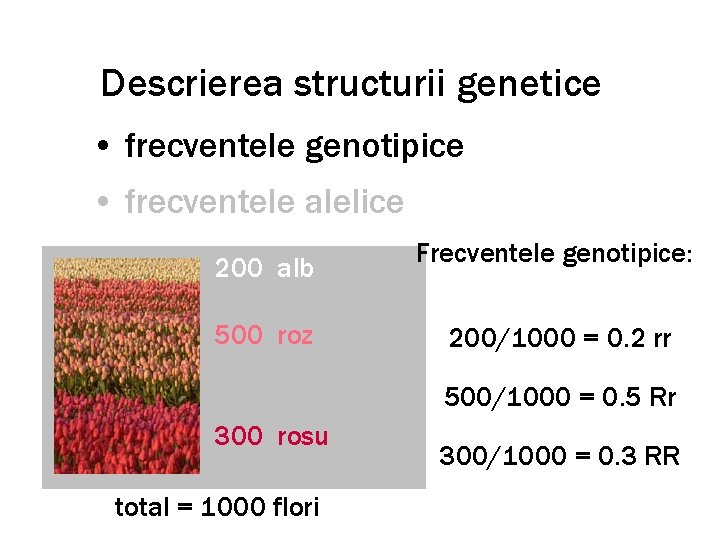 Descrierea structurii genetice • frecventele genotipice • frecventele alelice 200 alb 500 roz Frecventele