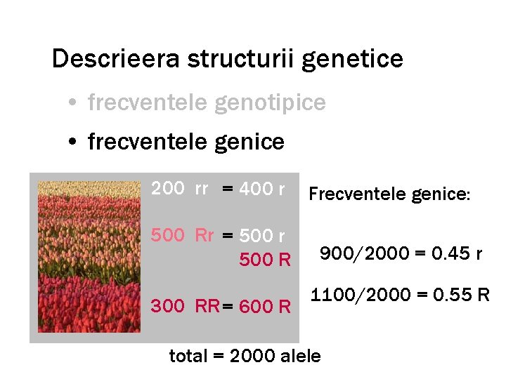 Descrieera structurii genetice • frecventele genotipice • frecventele genice 200 rr = 400 r