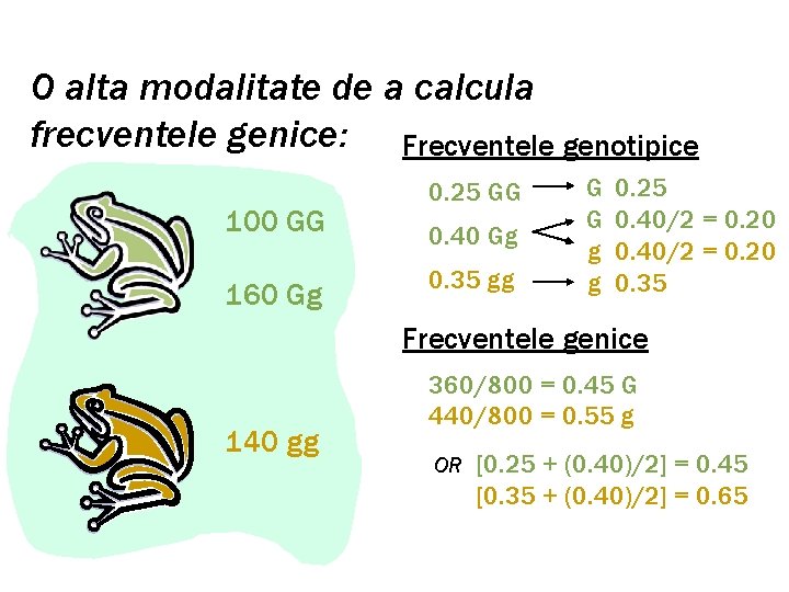 O alta modalitate de a calcula frecventele genice: Frecventele genotipice 100 GG 160 Gg