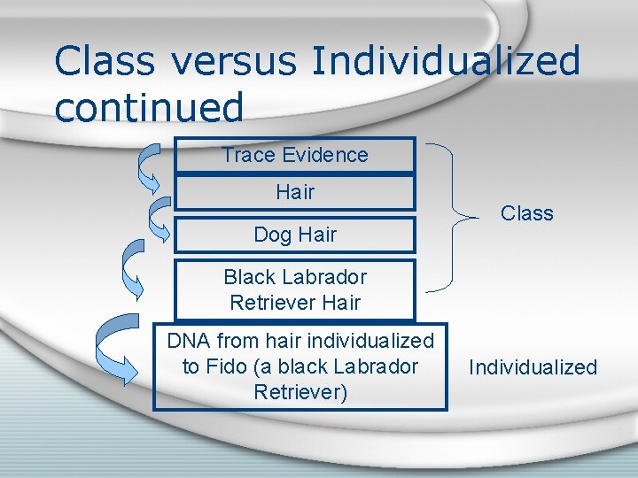 Class versus Individualized continued Trace Evidence Hair Dog Hair Class Black Labrador Retriever Hair