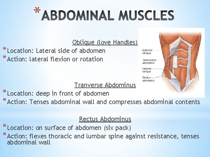 * Oblique (love Handles) *Location: Lateral side of abdomen *Action: lateral flexion or rotation * Oblique (love Handles) *Location: Lateral side of abdomen *Action: lateral flexion or rotation