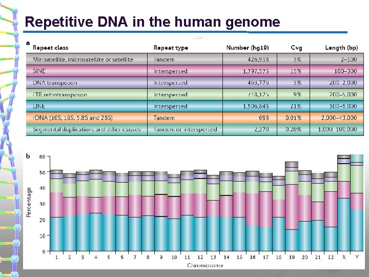 Repetitive DNA in the human genome 