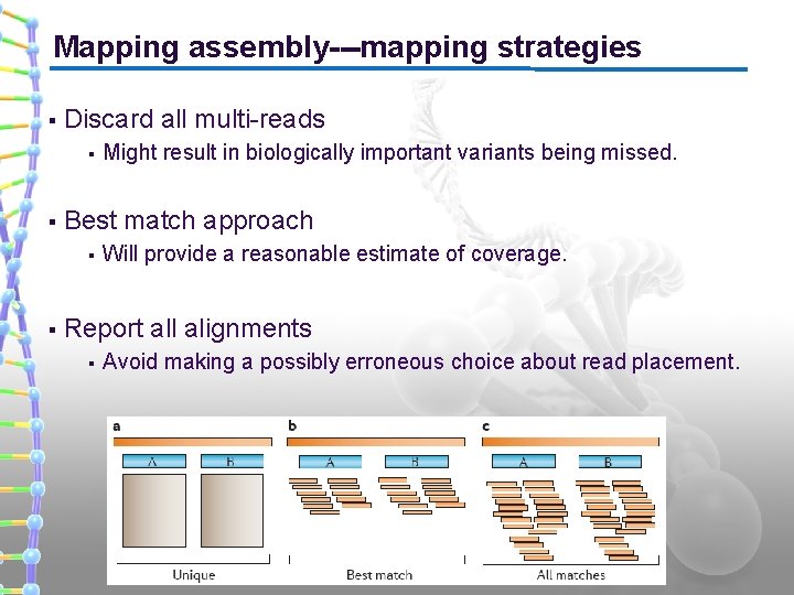 Mapping assembly---mapping strategies § Discard all multi-reads § § Best match approach § §