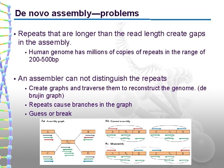 De novo assembly---problems § Repeats that are longer than the read length create gaps