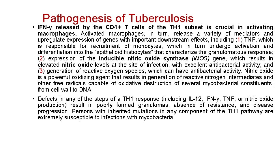 Pathogenesis of Tuberculosis • IFN-γ released by the CD 4+ T cells of the