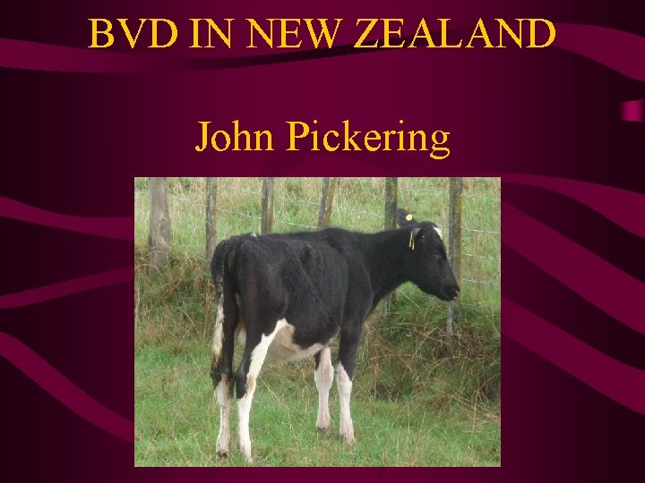 BVD IN NEW ZEALAND John Pickering 