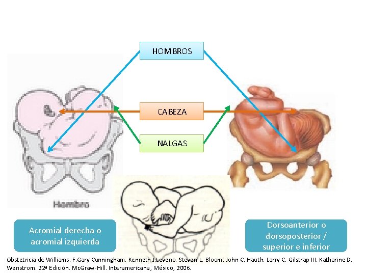 HOMBROS CABEZA NALGAS Acromial derecha o acromial izquierda Dorsoanterior o dorsoposterior / superior e HOMBROS CABEZA NALGAS Acromial derecha o acromial izquierda Dorsoanterior o dorsoposterior / superior e