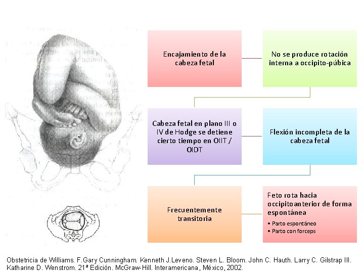 Encajamiento de la cabeza fetal No se produce rotación interna a occipito-púbica Cabeza fetal Encajamiento de la cabeza fetal No se produce rotación interna a occipito-púbica Cabeza fetal