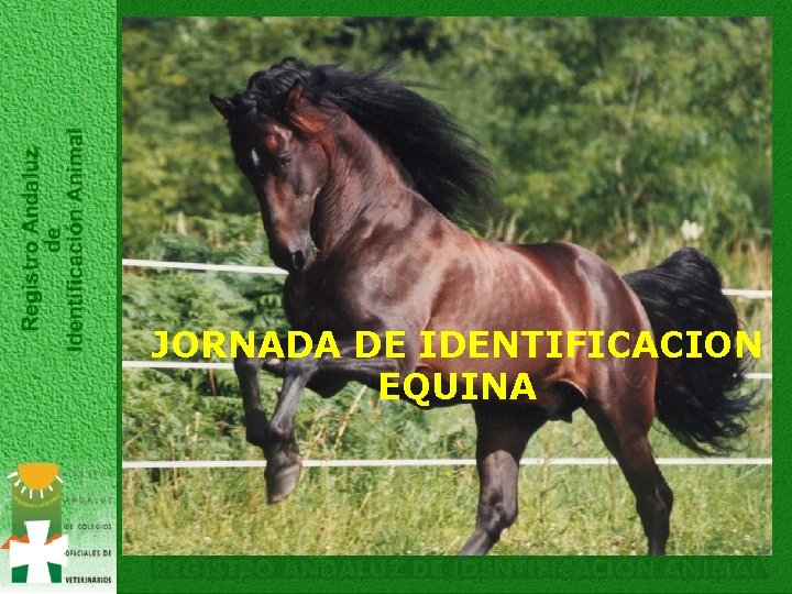 JORNADA DE IDENTIFICACION EQUINA 