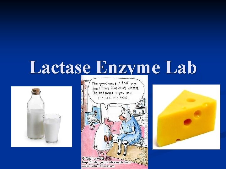 Lactase Enzyme Lab 