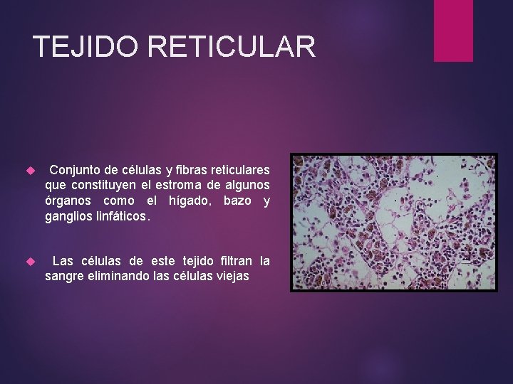 TEJIDO RETICULAR Conjunto de células y fibras reticulares que constituyen el estroma de algunos