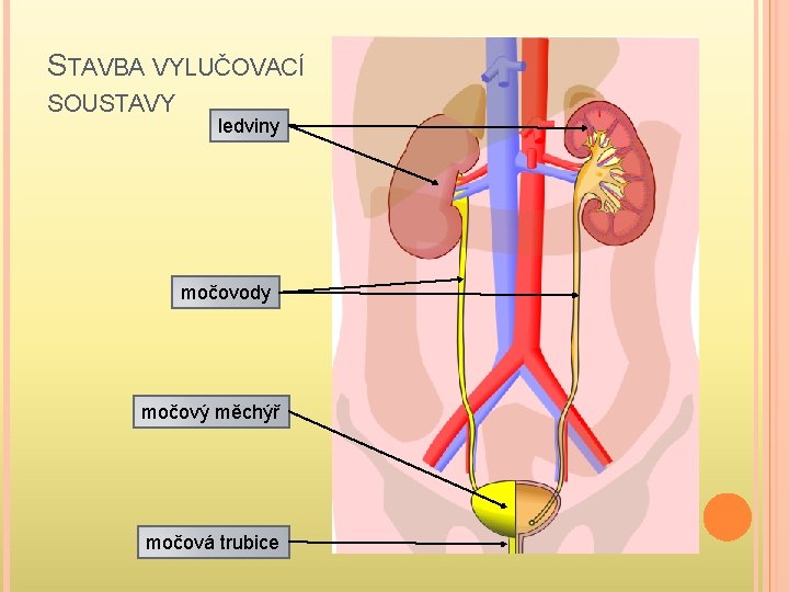 STAVBA VYLUČOVACÍ SOUSTAVY ledviny močovody močový měchýř močová trubice 