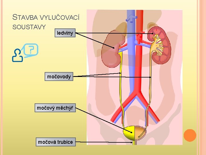 STAVBA VYLUČOVACÍ SOUSTAVY ledviny močovody močový měchýř močová trubice 