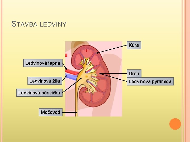 STAVBA LEDVINY Kůra Ledvinová tepna Dřeň Ledvinová žíla Ledvinová pánvička Močovod Ledvinová pyramida 