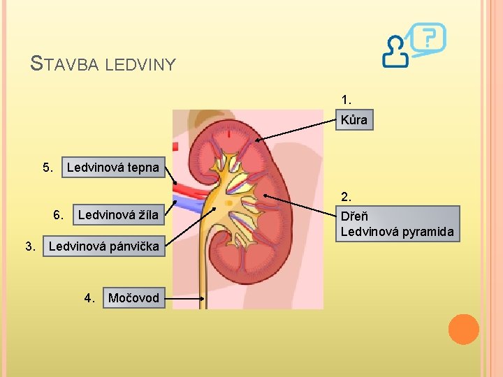 STAVBA LEDVINY 1. Kůra 5. Ledvinová tepna 2. 6. 3. Ledvinová žíla Ledvinová pánvička