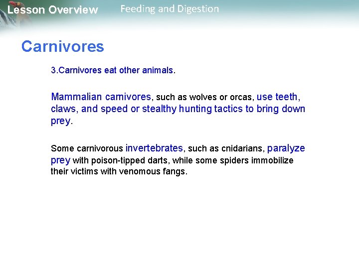 Lesson Overview Feeding and Digestion Carnivores 3. Carnivores eat other animals. Mammalian carnivores, such