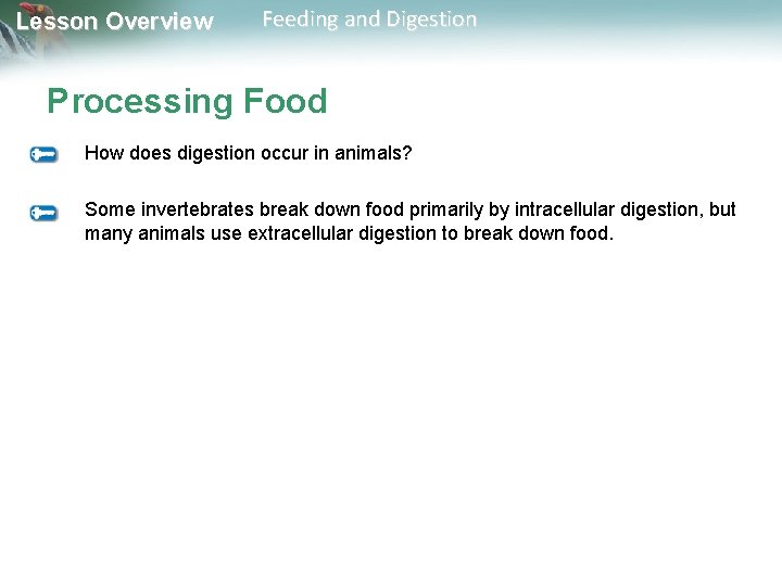 Lesson Overview Feeding and Digestion Processing Food How does digestion occur in animals? Some