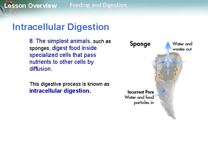 Lesson Overview Feeding and Digestion Intracellular Digestion 8. The simplest animals, such as sponges,