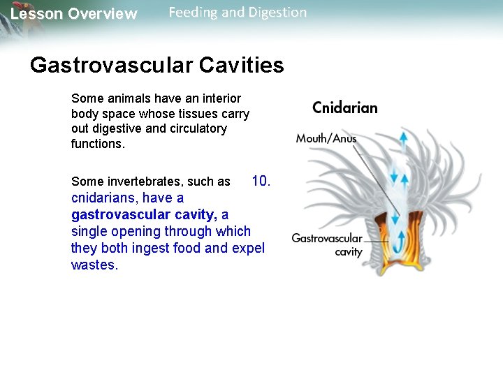 Lesson Overview Feeding and Digestion Gastrovascular Cavities Some animals have an interior body space