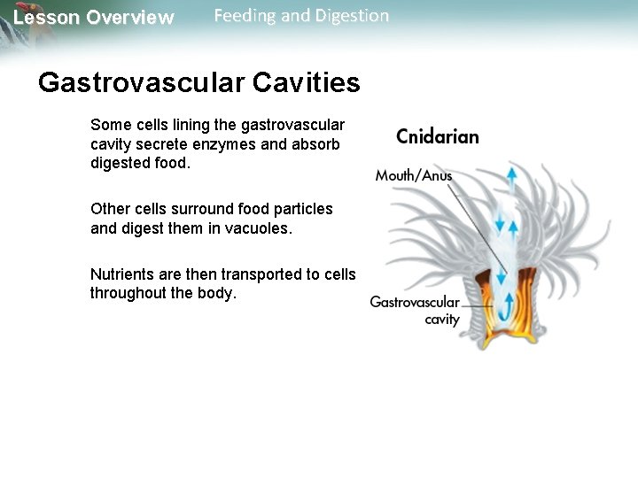 Lesson Overview Feeding and Digestion Gastrovascular Cavities Some cells lining the gastrovascular cavity secrete