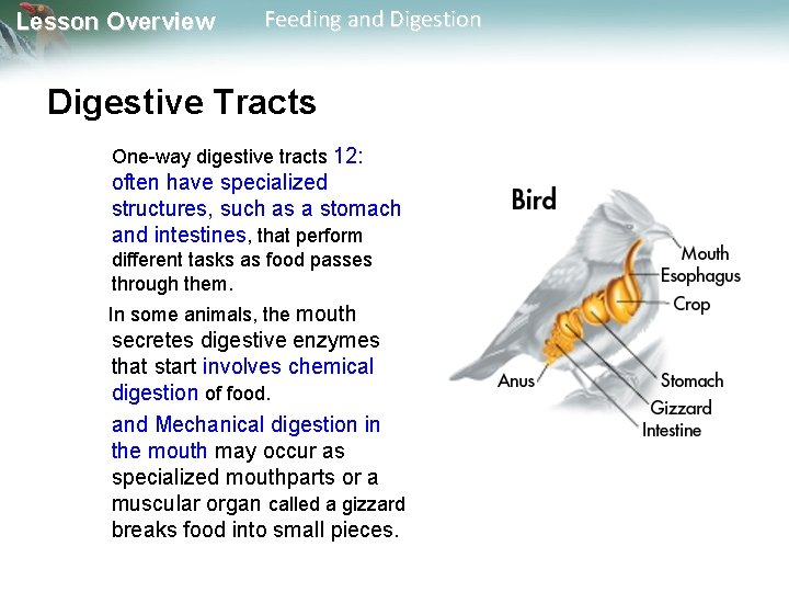 Lesson Overview Feeding and Digestion Digestive Tracts One-way digestive tracts 12: often have specialized