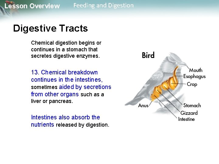 Lesson Overview Feeding and Digestion Digestive Tracts Chemical digestion begins or continues in a