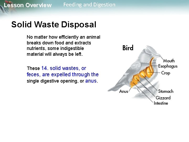 Lesson Overview Feeding and Digestion Solid Waste Disposal No matter how efficiently an animal