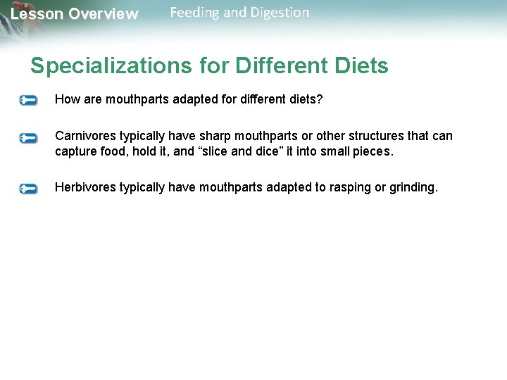 Lesson Overview Feeding and Digestion Specializations for Different Diets How are mouthparts adapted for