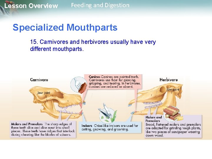 Lesson Overview Feeding and Digestion Specialized Mouthparts 15. Carnivores and herbivores usually have very