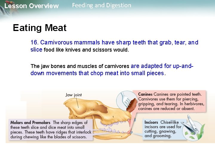 Lesson Overview Feeding and Digestion Eating Meat 16. Carnivorous mammals have sharp teeth that