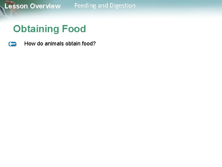 Lesson Overview Feeding and Digestion Obtaining Food How do animals obtain food? 