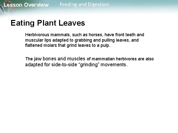 Lesson Overview Feeding and Digestion Eating Plant Leaves Herbivorous mammals, such as horses, have