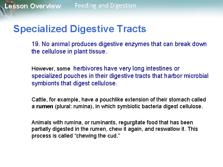 Lesson Overview Feeding and Digestion Specialized Digestive Tracts 19. No animal produces digestive enzymes