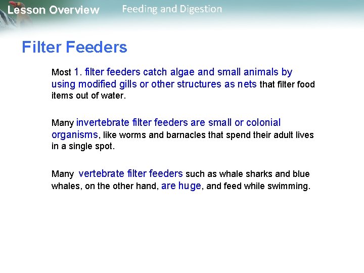 Lesson Overview Feeding and Digestion Filter Feeders Most 1. filter feeders catch algae and